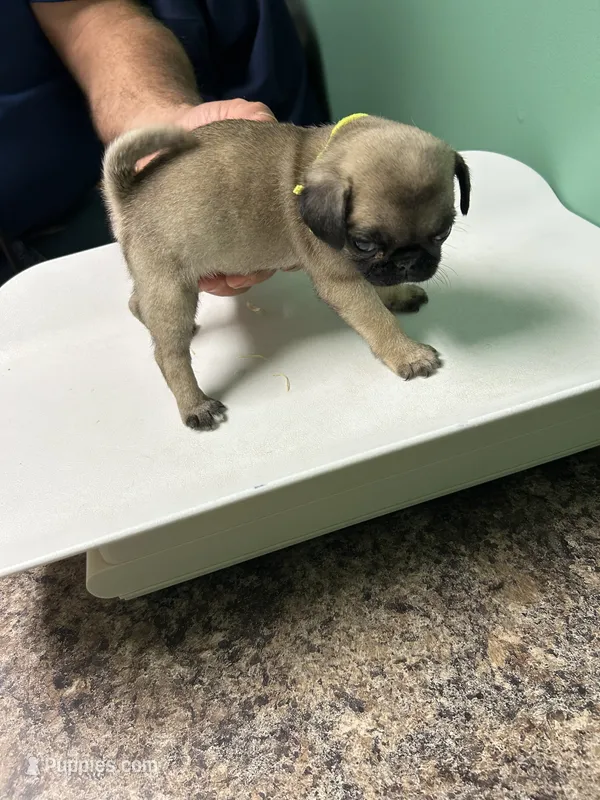Yellow Band Girl  – Pug puppy for sale in Dixon Springs, TN