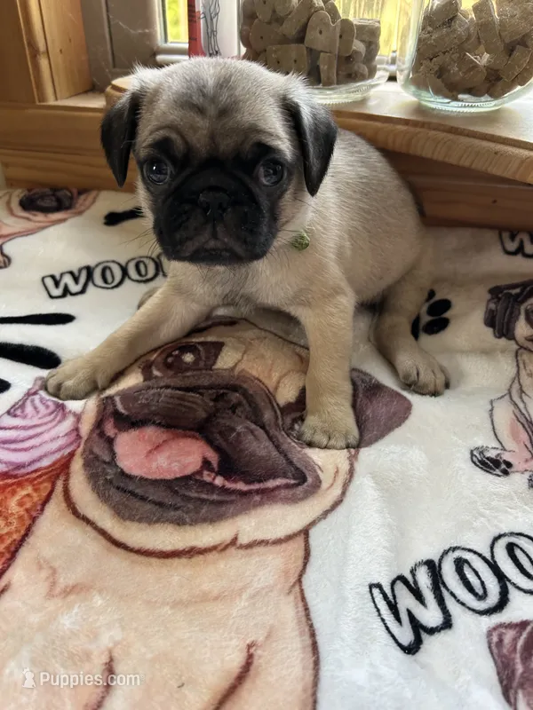 Green Band Boy ON HOLD!  – Pug puppy for sale in Dixon Springs, TN