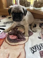 Green Band Boy ON HOLD! , a male Pug for sale in Dixon Springs, TN – 1 of 4