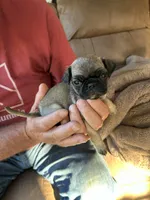 Brown Band Girl LOWER PRICE!, a female Pug for sale in Dixon Springs, TN – 4 of 8