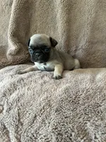 Brown Band Girl , a female Pug for sale in Dixon Springs, TN – 2 of 3