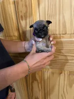 Purple band girl smallest , a female Pug for sale in Dixon Springs, TN – 2 of 4