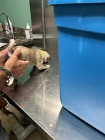Yellow band girl Ready & Reduced! , a female Pug for sale in Dixon Springs, TN – 2 of 8