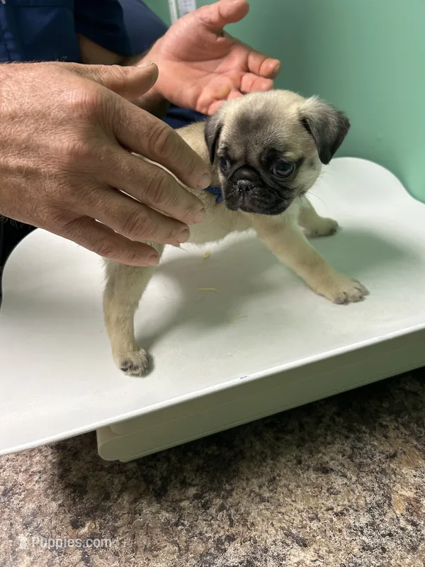 Blue band boy – Pug puppy for sale in Dixon Springs, TN