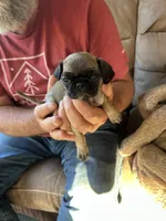 Brown Band Girl LOWER PRICE!, a female Pug for sale in Dixon Springs, TN – 5 of 8
