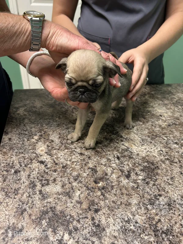 Gray Band Girl  – Pug puppy for sale in Dixon Springs, TN