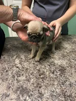 Gray Band Girl REDUCED! , a female Pug for sale in Dixon Springs, TN – 1 of 5