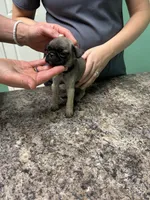 Brown Band Girl LOWER PRICE!, a female Pug for sale in Dixon Springs, TN – 1 of 8