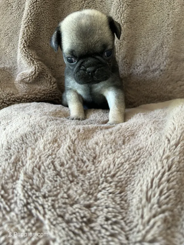 Dark Green Band Female ON HOLD  – Pug puppy for sale in Dixon Springs, TN