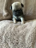 Dark Green Band Female ON HOLD , a female Pug for sale in Dixon Springs, TN – 1 of 1