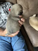 Red band girl PENDING! Sunday! , a female Pug for sale in Dixon Springs, TN – 2 of 4