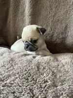 Orange Band Boy, a male Pug for sale in Dixon Springs, TN – 3 of 3