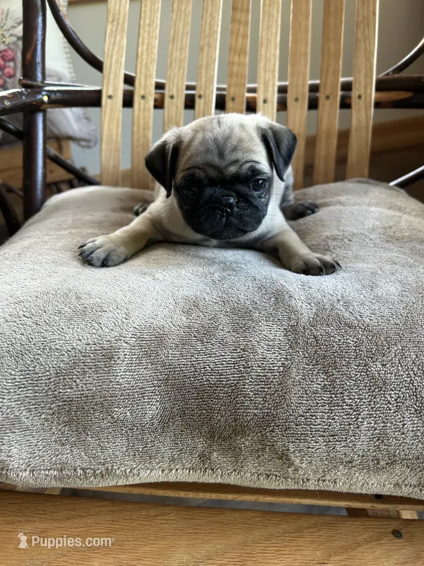 Yellow band girl  – Pug puppy for sale in Dixon Springs, TN