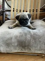 Yellow band girl Ready & Reduced! , a female Pug for sale in Dixon Springs, TN – 3 of 8