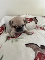 LAST ONE!!! Orange Band Boy, a male Pug for sale in Dixon Springs, TN – 3 of 8