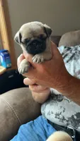 Only boy! Reserved! , a male Pug for sale in Dixon Springs, TN – 1 of 2