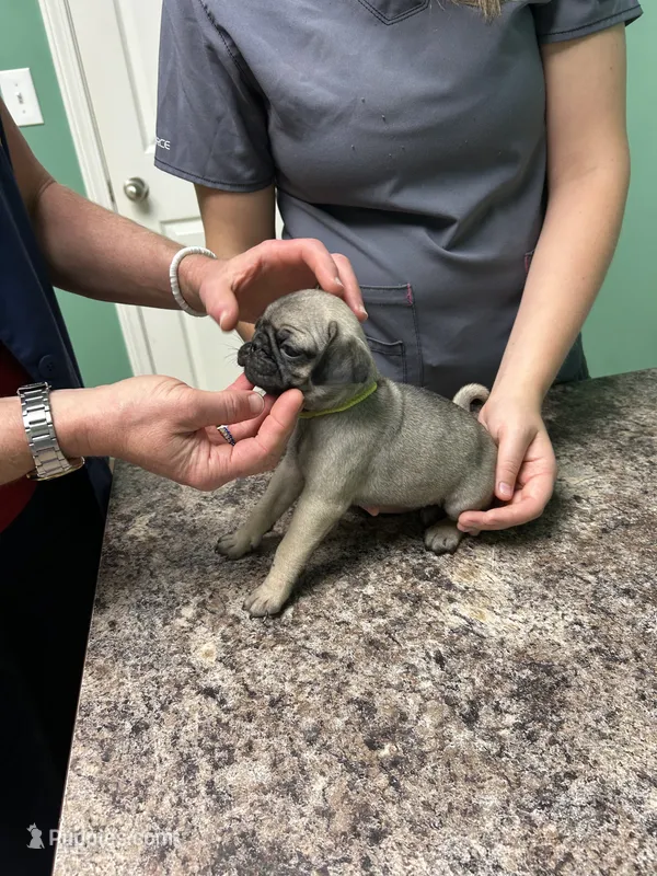 Yellow Band Girl – Pug puppy for sale in Dixon Springs, TN