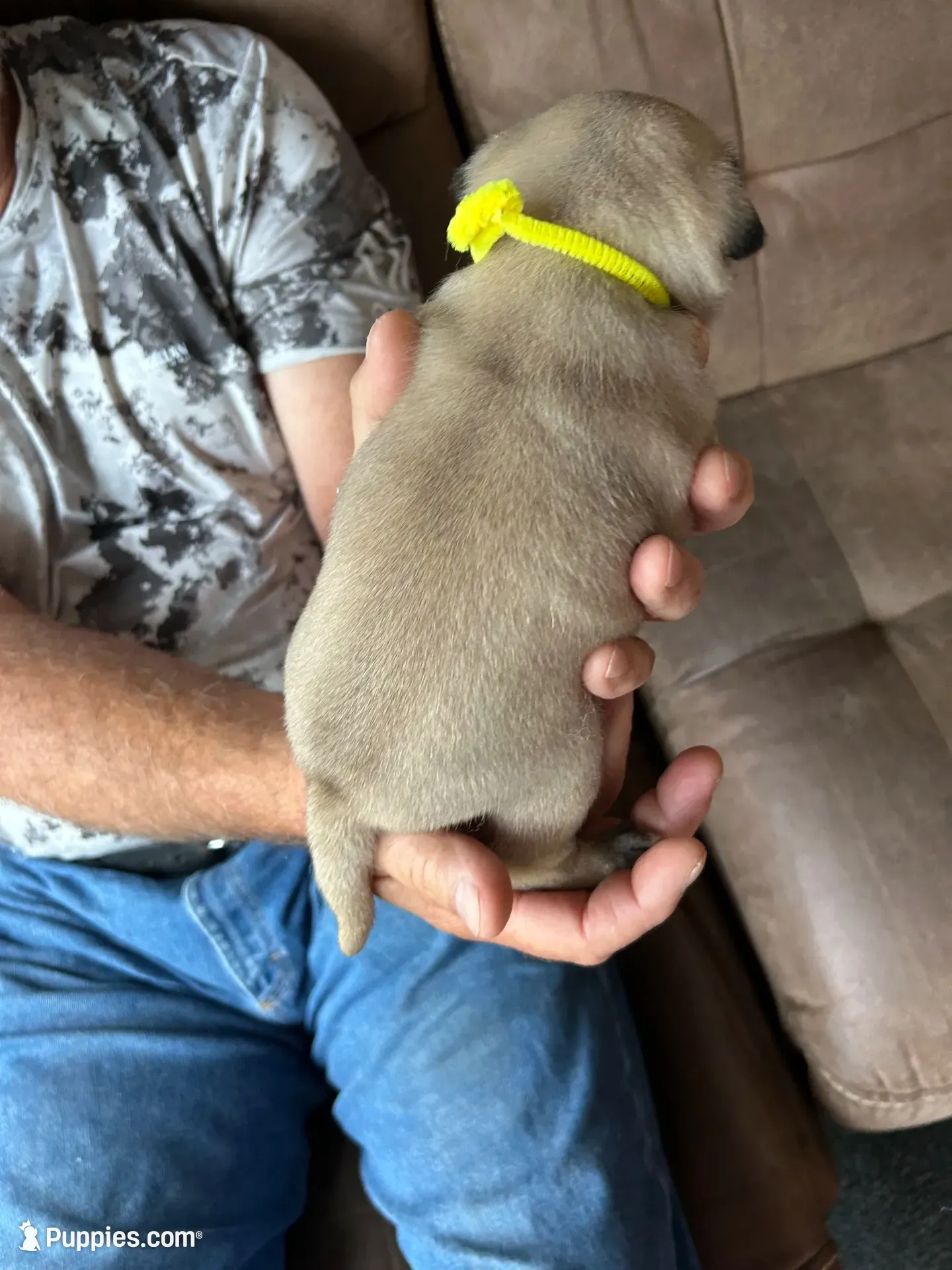 Yellow band girl Ready & Reduced! , a female Pug for sale in Dixon Springs, TN – 8 of 8