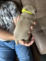 Yellow band girl , a female Pug for sale in Dixon Springs, TN – 2 of 2