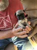 Brown Band Girl LOWER PRICE!, a female Pug for sale in Dixon Springs, TN – 8 of 8