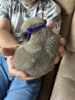 Purple band girl , a female Pug for sale in Dixon Springs, TN – 2 of 3