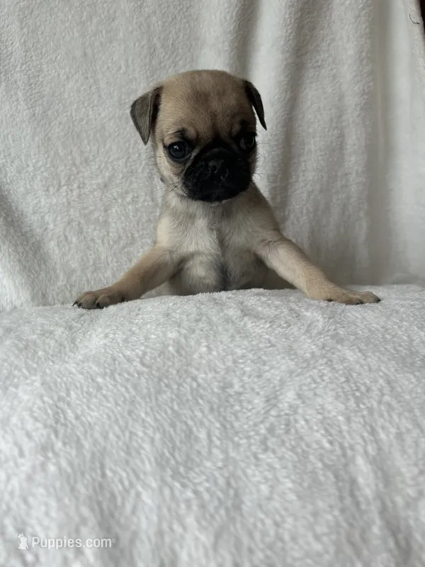 Purple Band Girl – Pug puppy for sale in Dixon Springs, TN
