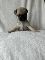 Purple Band Girl Lowered price! , a female Pug for sale in Dixon Springs, TN – 2 of 4