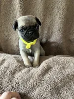 Yellow Band Girl, a female Pug for sale in Dixon Springs, TN – 3 of 3