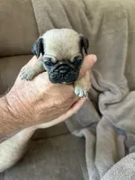 Gray Band Girl , a female Pug for sale in Dixon Springs, TN – 2 of 3