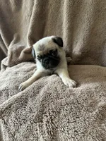 Blue band boy ON HOLD , a male Pug for sale in Dixon Springs, TN – 2 of 3