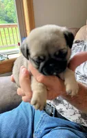 Red band girl PENDING! Sunday! , a female Pug for sale in Dixon Springs, TN – 1 of 4
