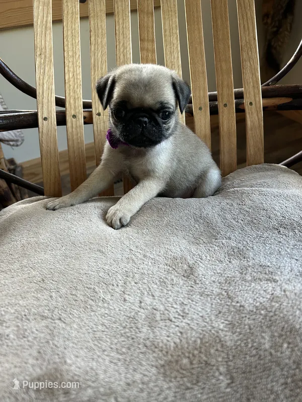 Purple band girl  – Pug puppy for sale in Dixon Springs, TN