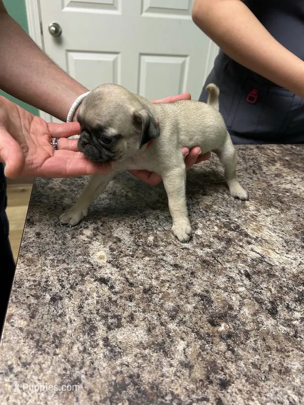Red Band Girl – Pug puppy for sale in Dixon Springs, TN