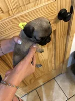 Yellow Band Girl , a female Pug for sale in Dixon Springs, TN – 2 of 4