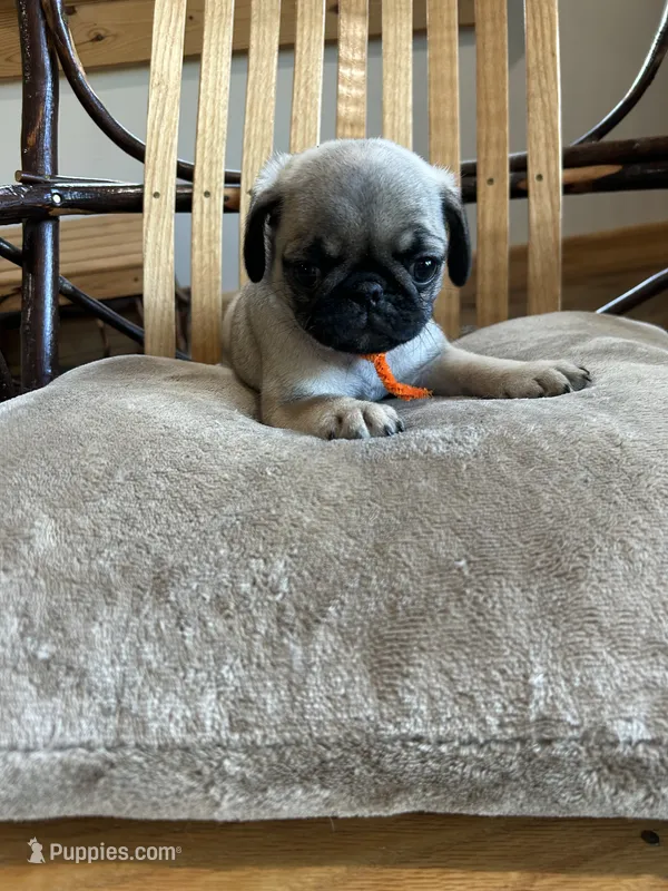 Orange band girl Ready and Reduced!  – Pug puppy for sale in Dixon Springs, TN