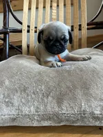 Orange band girl LAST ONE Ready & Reduced, a female Pug for sale in Dixon Springs, TN – 1 of 8