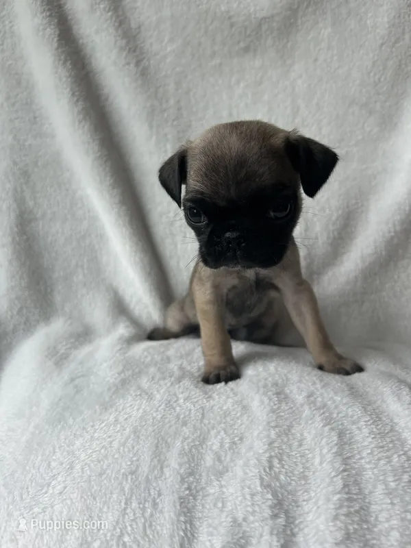 Brown Band Girl  – Pug puppy for sale in Dixon Springs, TN