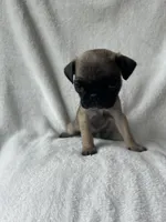 Brown Band Girl LOWER PRICE!, a female Pug for sale in Dixon Springs, TN – 2 of 8