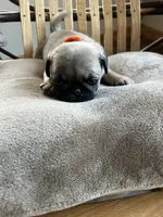 Orange band girl Ready and Reduced! , a female Pug for sale in Dixon Springs, TN – 4 of 7