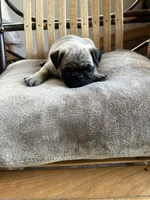 Yellow band girl Ready & Reduced! , a female Pug for sale in Dixon Springs, TN – 4 of 8