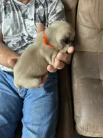 Orange band girl, a female Pug for sale in Dixon Springs, TN – 2 of 3