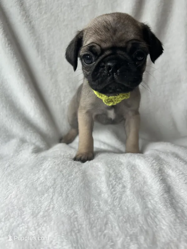 Yellow Band Girl – Pug puppy for sale in Dixon Springs, TN