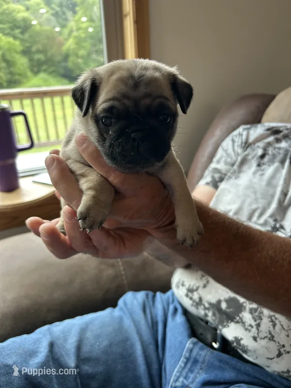 Yellow band girl  – Pug puppy for sale in Dixon Springs, TN
