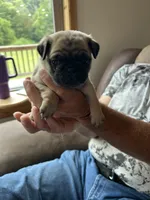 Yellow band girl , a female Pug for sale in Dixon Springs, TN – 1 of 2