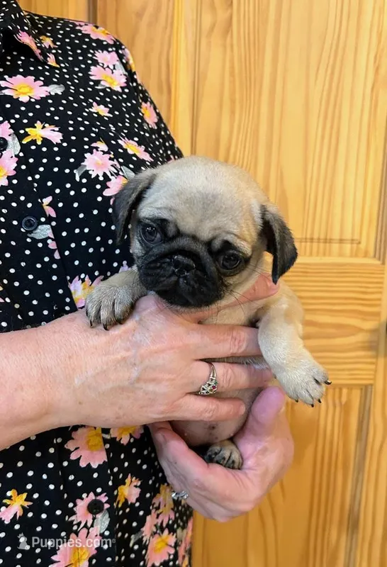 Last 1 of Cricketts Bright green Band Girl