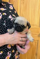 Last 1 of Cricketts Bright green Band Girl, a female Pug for sale in Dixon Springs, TN – Photo 1 of 2