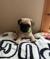 Last 1 of Cricketts Bright green Band Girl, a female Pug for sale in Dixon Springs, TN – Photo 2 of 2