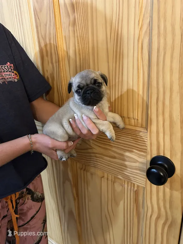 Blue band boy – Pug puppy for sale in Dixon Springs, TN