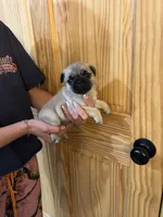 Blue band boy, a male Pug for sale in Dixon Springs, TN – 1 of 5