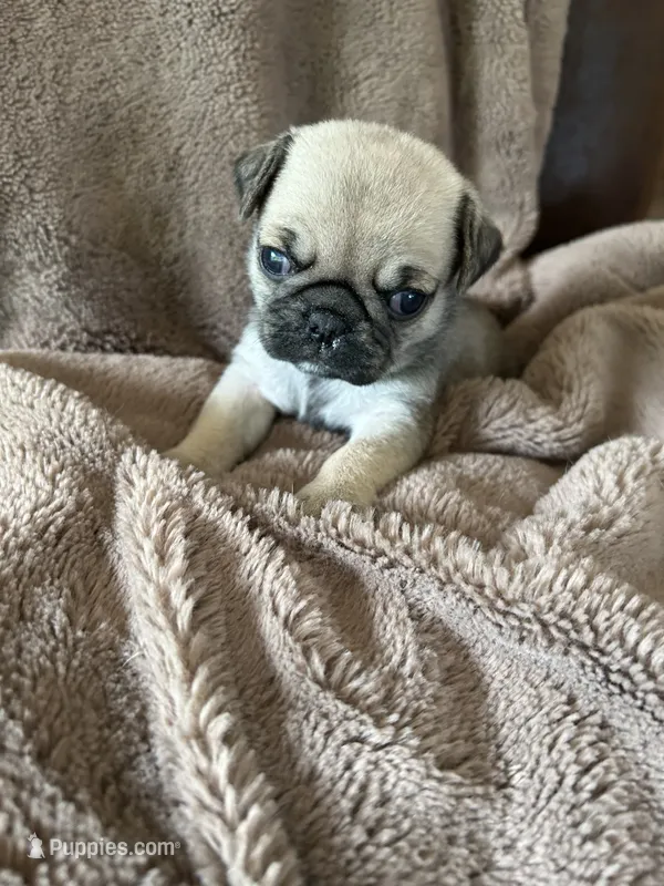 Purple Band Girl – Pug puppy for sale in Dixon Springs, TN